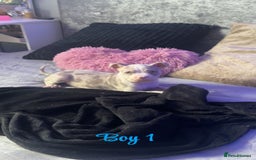American Bully dogs for sale: Stunning pocket bully pups for sale - Image 11