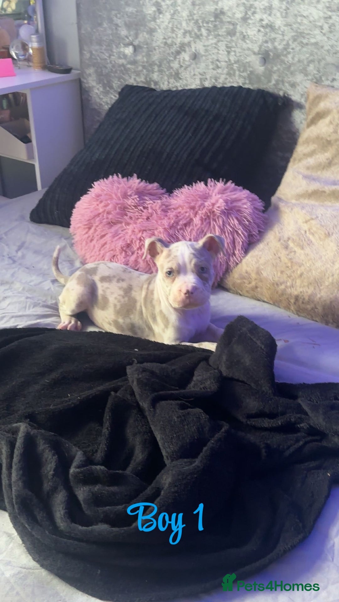 American Bully dogs for sale: Stunning pocket bully pups for sale - Image 11