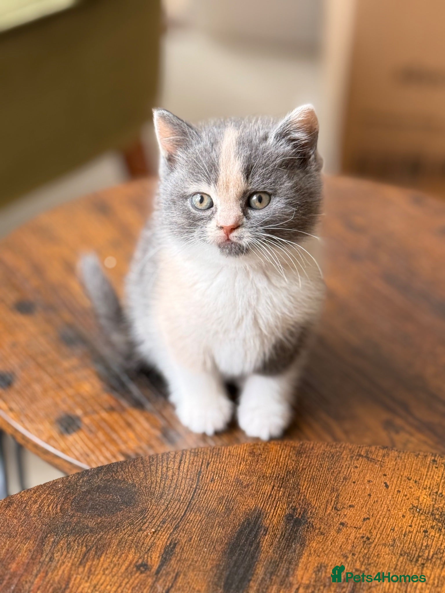 British Shorthair cats  Beautiful British Shorthair Kittens ✨🐾 - Advert 4
