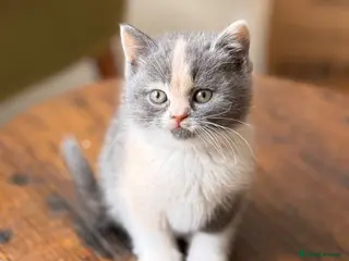 British Shorthair cats Beautiful British Shorthair Kittens ✨🐾 - Advert 4
