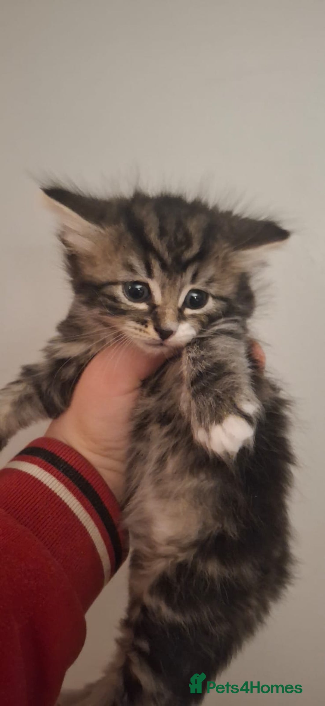 Mixed Breed cats for sale: 2 ginger and white males left  - Image 1