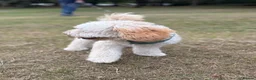 Mixed Breed dogs for sale: Cavapoochon - Advert 5