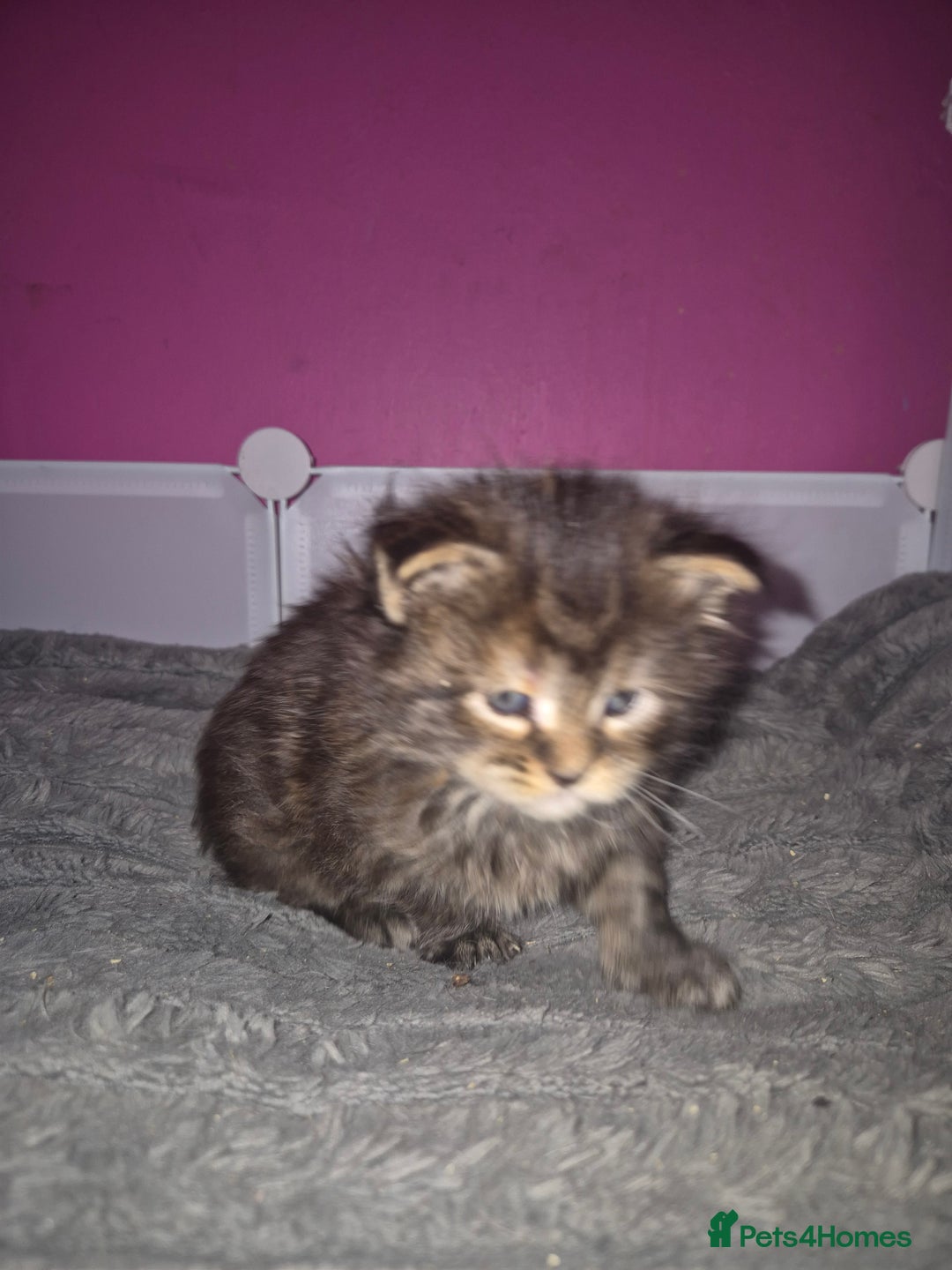 Maine Coon cats for sale: Russian /xxl maine coon - Advert 34