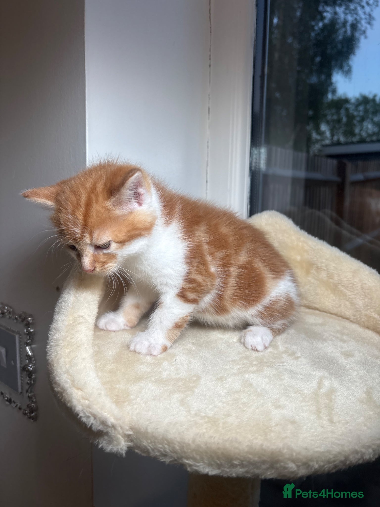 Mixed Breed cats for sale: 4girls 1boys mixed bengal kittens  in Maidstone - Advert 9