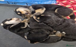 Mixed Breed dogs for sale: Adorable Rottsky Pups - Image 16