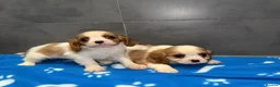 Cavalier King Charles Spaniel dogs for sale: 🐶King Charles cavalier puppy’s ⭐️⭐️⭐️⭐️⭐️ - Advert 28