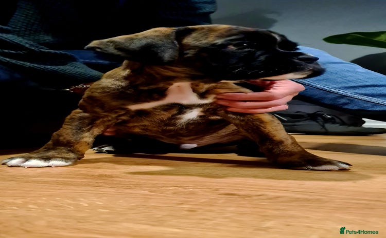 Boxer dogs - Advert 2