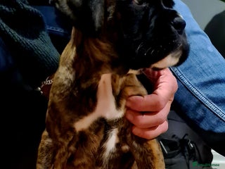 Boxer dogs - Advert 1