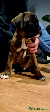 Boxer dogs - Advert 1