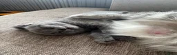 Scottish Fold cats for sale: 💙 Beautiful Blue Scottish Fold Girl - Advert 8