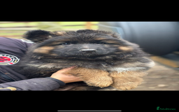 German Shepherd dogs for sale: ⭐️ big bone GSD puppies⭐️ - Image 7