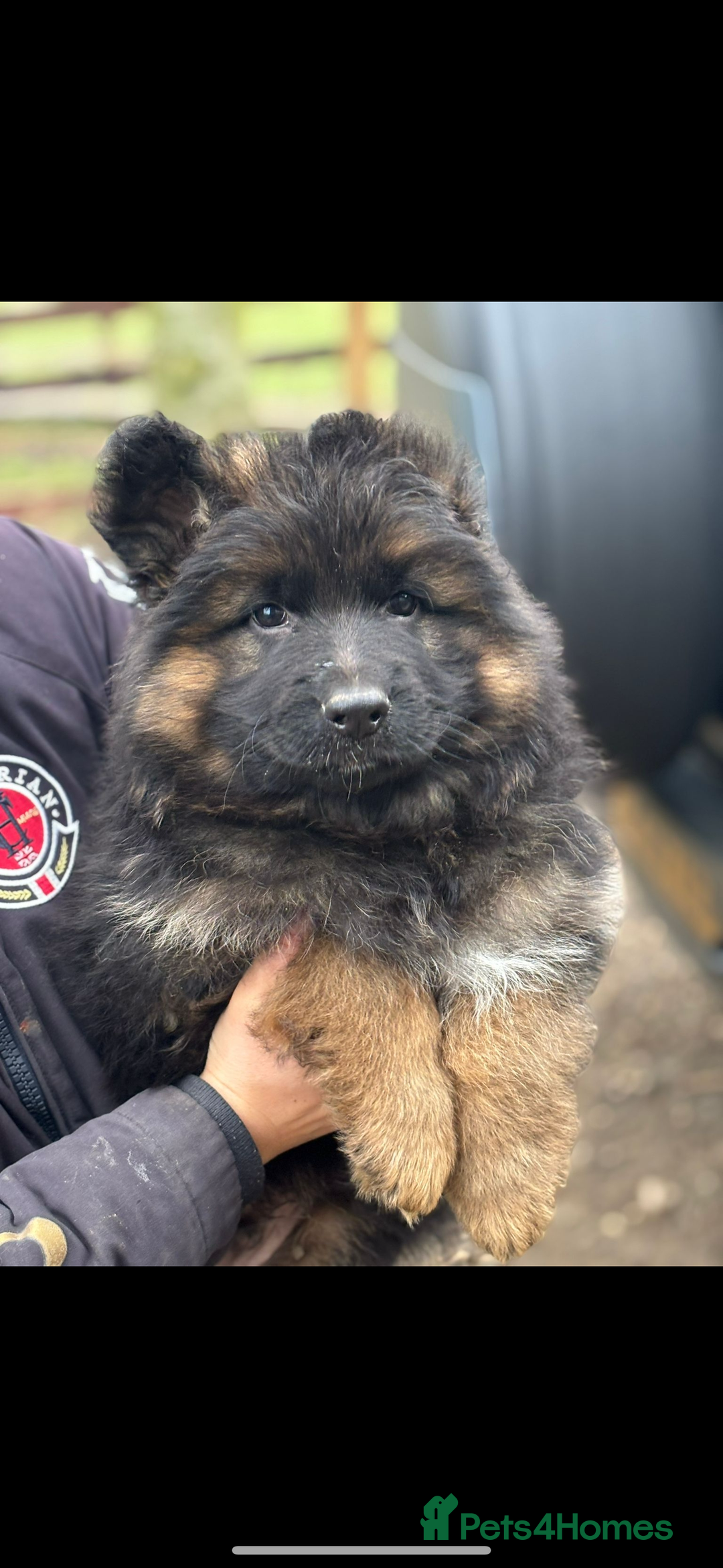 German Shepherd dogs for sale: ⭐️ big bone GSD puppies⭐️ - Image 7