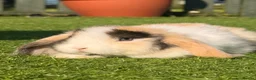 Mini Lop rabbits for sale: Beautiful small mini lop babies  - Advert 6