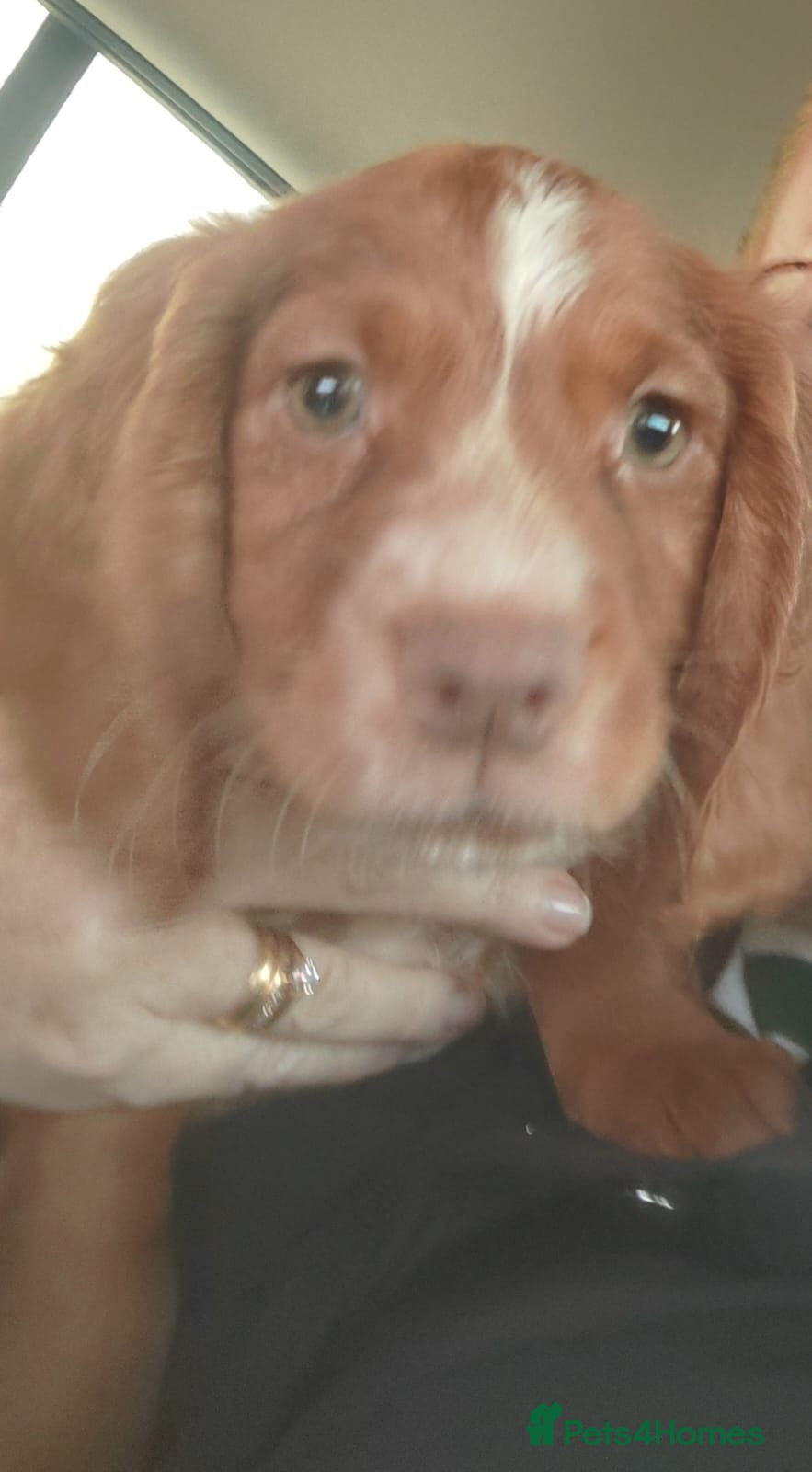 Cocker Spaniel dogs Cocker Spaniel  - Advert 1