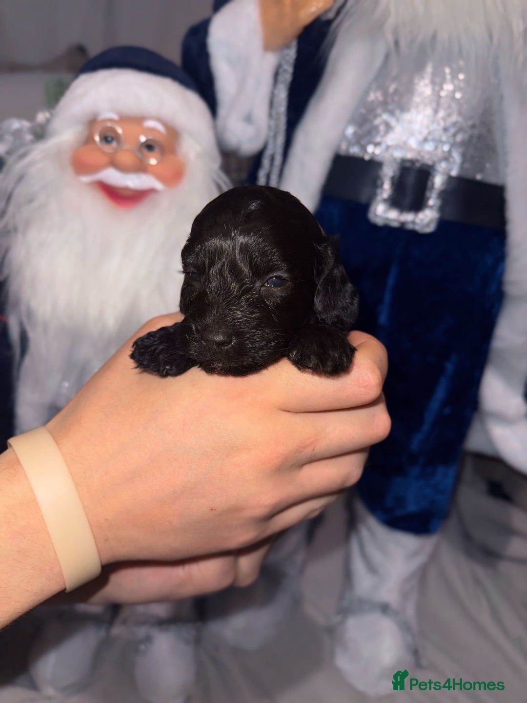 Cockapoo dogs for sale: Stunning F1 Cockapoos 🐾🐶 - Advert 8