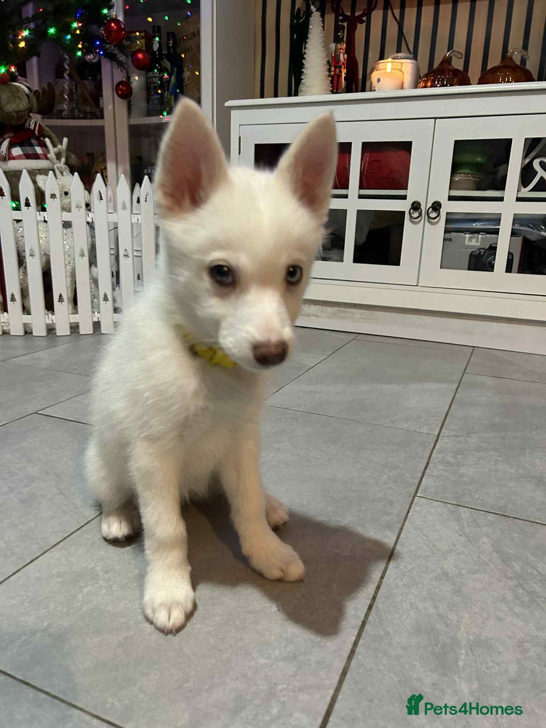 Pomsky dogs for sale: READY SMALL F4 POMSKY - Advert 19