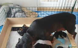 Rottweiler dogs for sale: Rottweiler puppy - Image 5