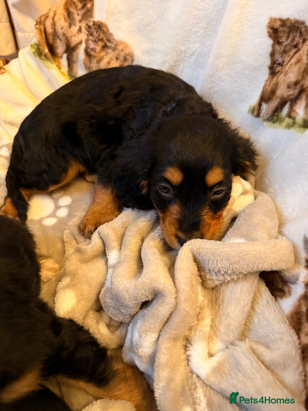 Cocker Spaniel dogs for sale: Pedigree Cocker spaniel puppies for sale  - Image 10