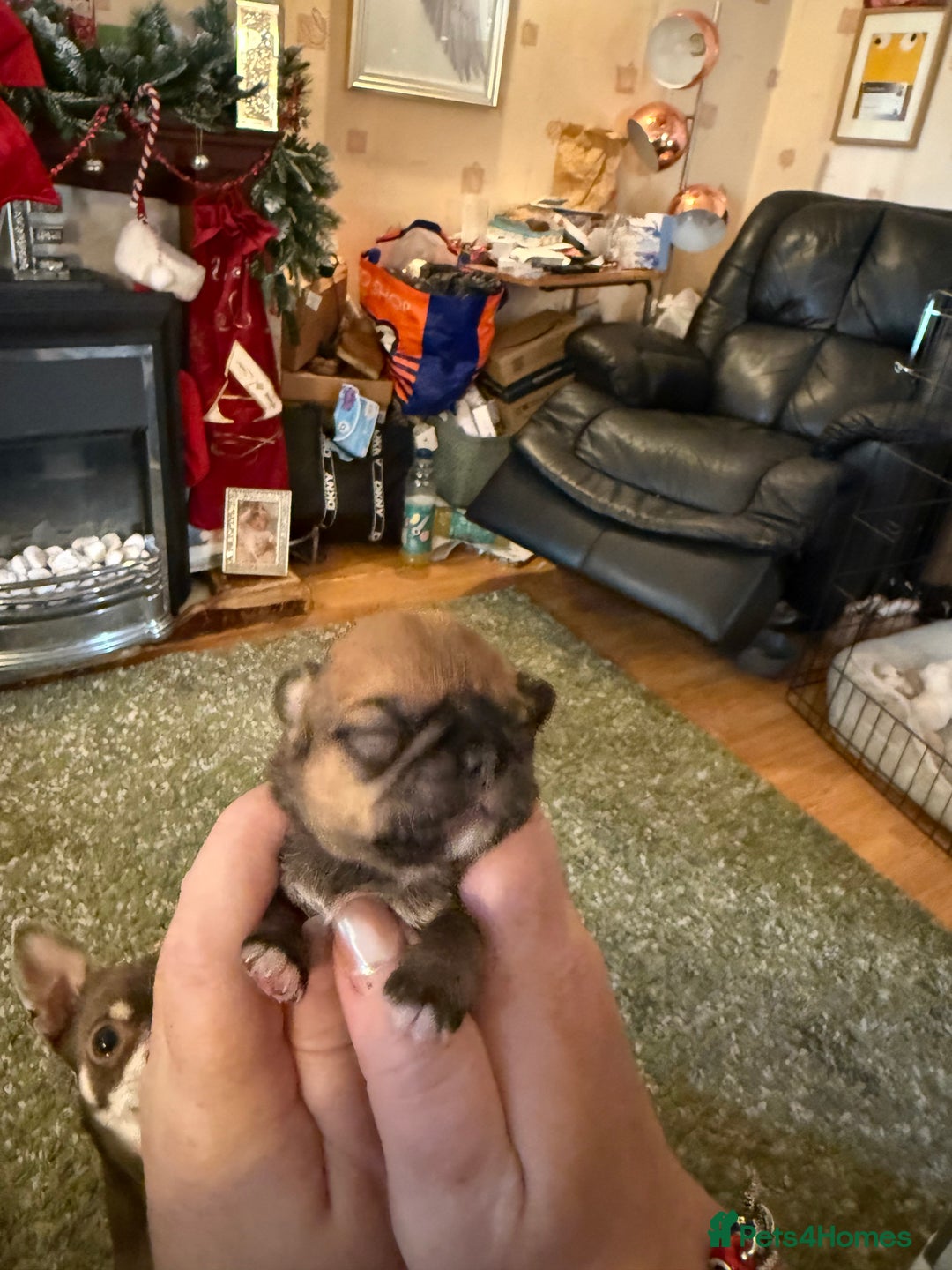Shih Tzu dogs for sale: 3 shitzu puppies needing new forever homes - Advert 3