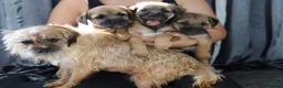 Border Terrier dogs for sale: Border terrier puppies for sale in Ashford - Advert 2