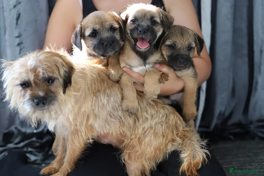 Border Terrier dogs for sale: Border terrier puppies for sale in Ashford - Advert 2