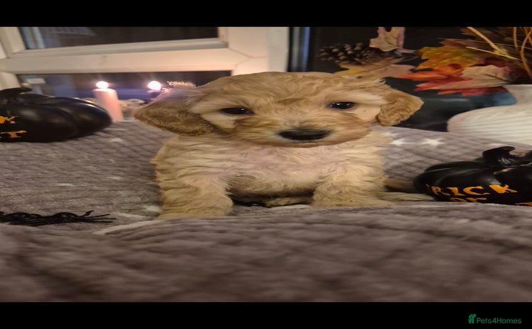 Cockapoo dogs - Advert 3