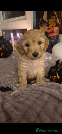 Cockapoo dogs - Advert 23