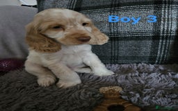 Cocker Spaniel dogs for sale: stunning show cockers - Image 12