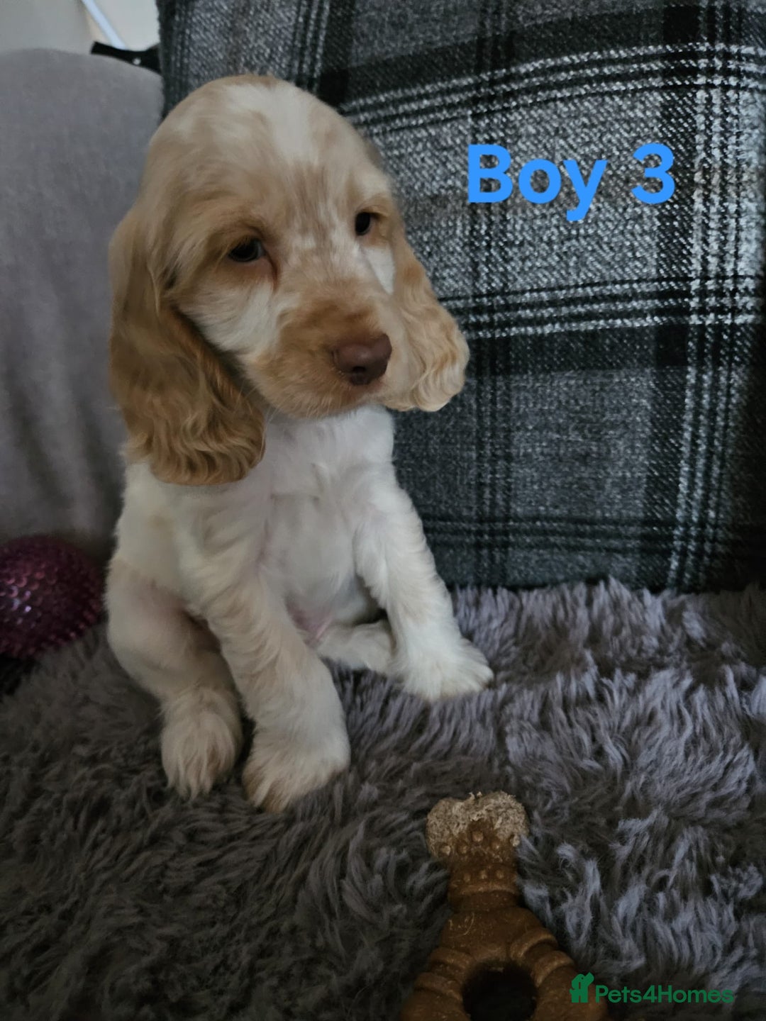 Cocker Spaniel dogs for sale: stunning show cockers - Image 12