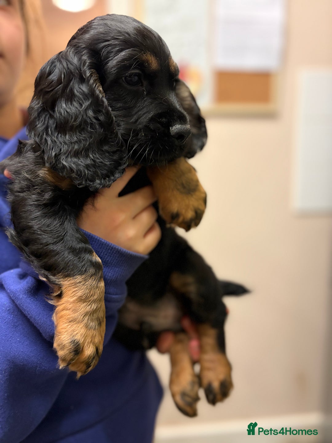 Cocker Spaniel dogs for sale: Beautiful kc registered working cocker spaniels - Advert 17