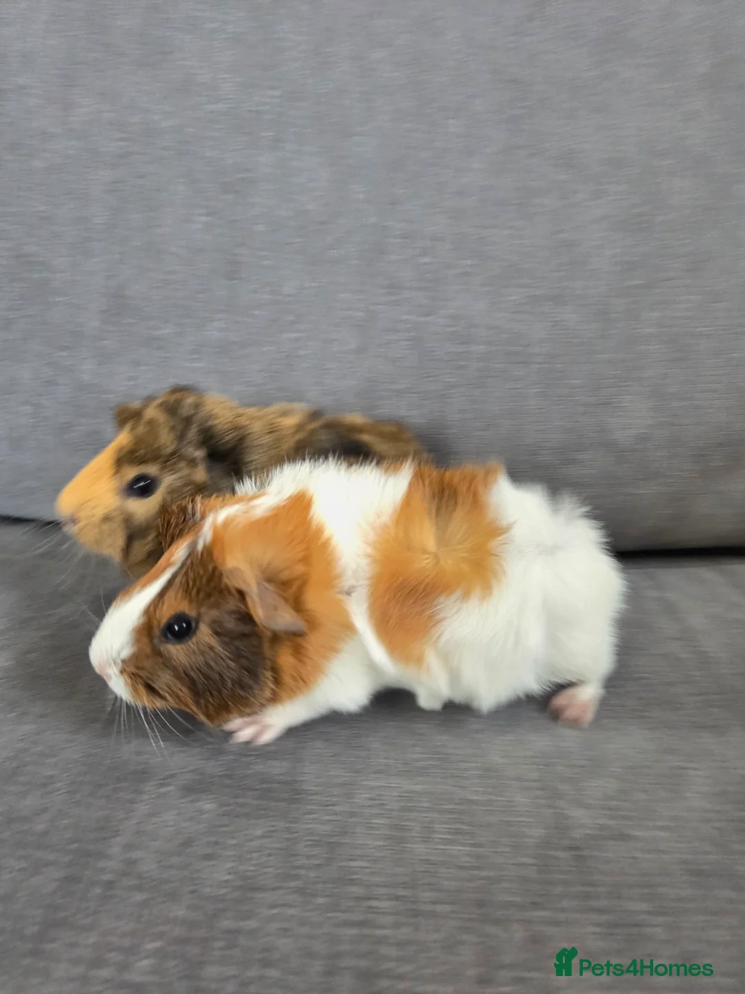 Guinea Pig rodents for sale: Baby guinea pigs for sale - Advert 3
