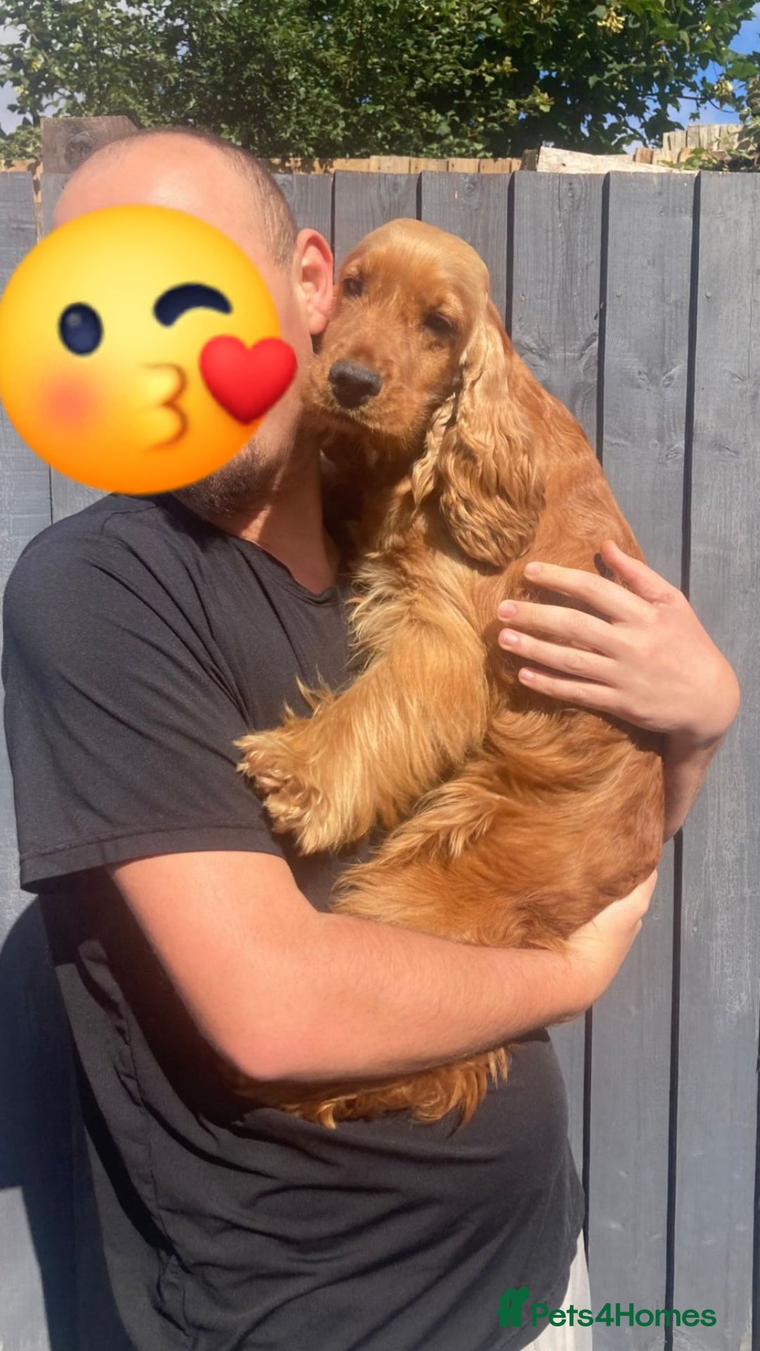 Cockapoo dogs for sale: Red show type cockapoo puppies DNA clear - Image 8