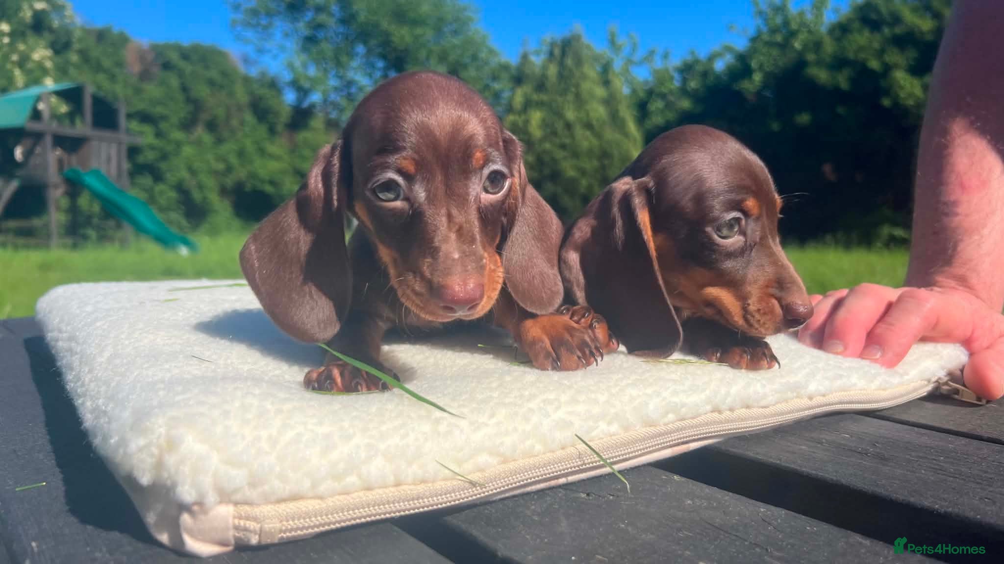 Miniature Dachshund dogs ✨️super Mini Dachshund Puppies Dapple & Chocolate - Advert 18