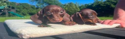 Miniature Dachshund dogs for sale: Reduced price -Mini Dachshund Puppies  Chocolate - Advert 10