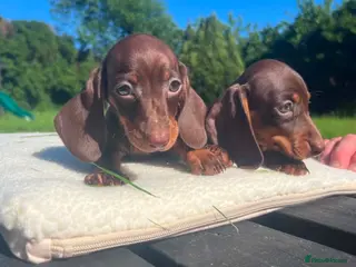 Miniature Dachshund dogs ✨️super Mini Dachshund Puppies Dapple & Chocolate - Advert 18