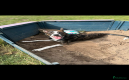 Border Collie dogs for sale: Bella  - Advert 3