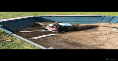 Border Collie dogs Bella  - Advert 10