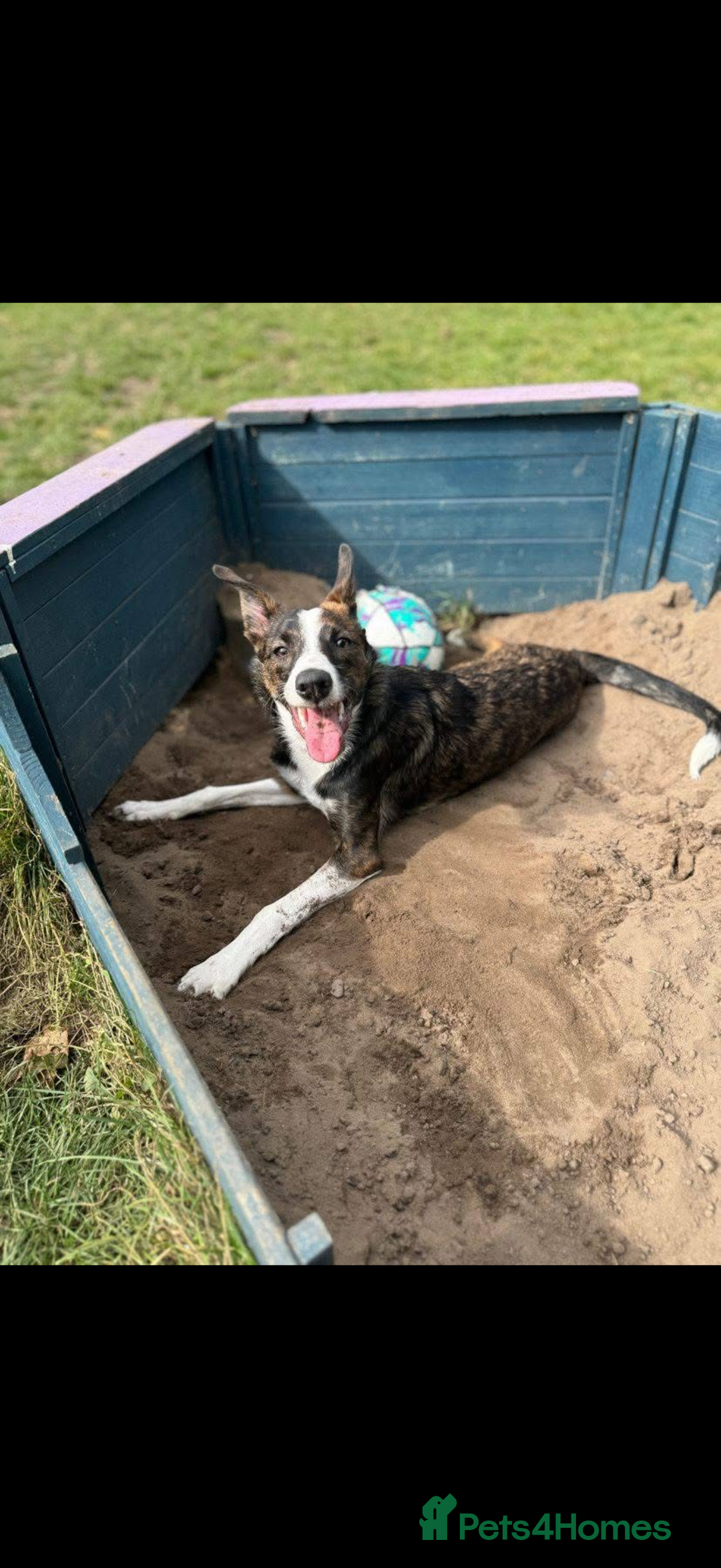 Border Collie dogs for sale: Bella  - Advert 3