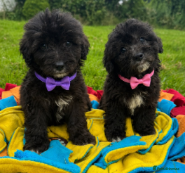 Mixed Breed dogs BEAUTIFUL F1 MINI CORGIPOO PUPPIES  - Advert 1