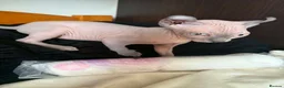 Sphynx cats for stud: Proven Blue Male Available for Stud - Advert 8