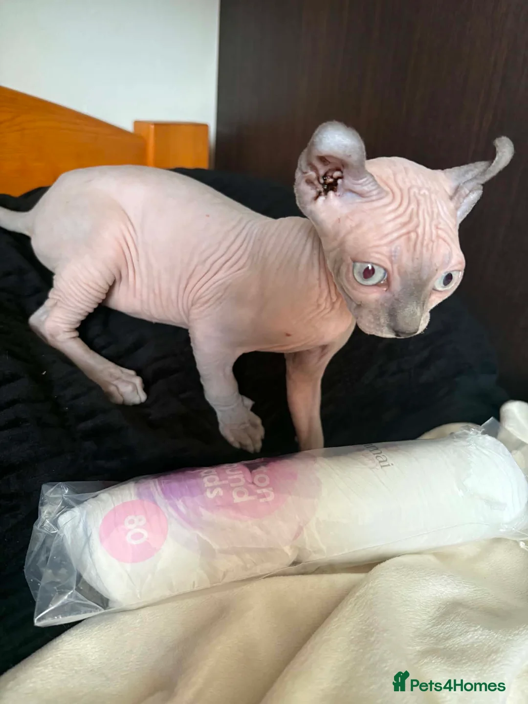 Sphynx cats for stud: Proven Blue Male Available for Stud - Advert 8
