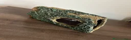 Leopard Gecko reptiles for sale: Leopard gecko and complete set up - Advert 15