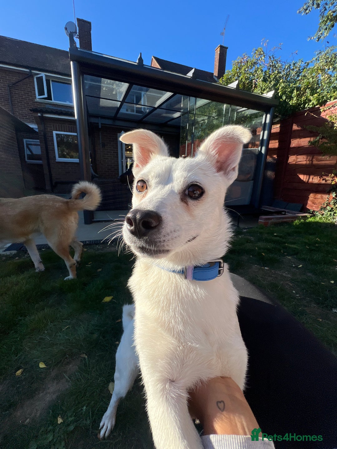 Mixed Breed dogs for adoption: 💚 Cute Ivy is Ready for her forever home! - Image 10