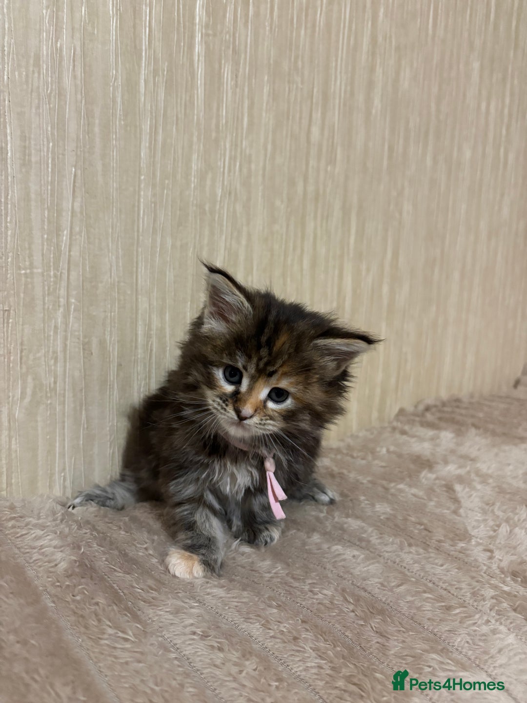Maine Coon cats for sale: Maine Coon Type Kittens — Fluffy, Friendly - Advert 5