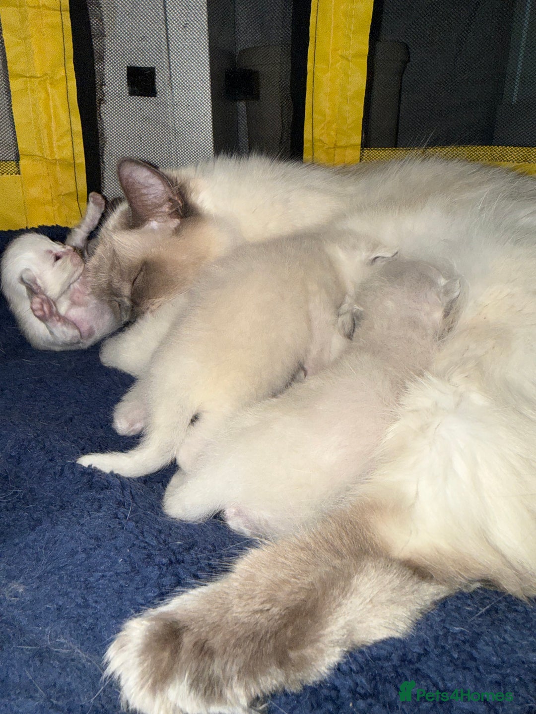 Ragdoll cats for sale: A litter of ragdolls  - Image 7