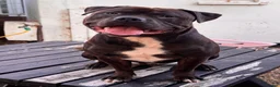 Staffordshire Bull Terrier dogs for stud: Staffordshire bull terrier  - Advert 1