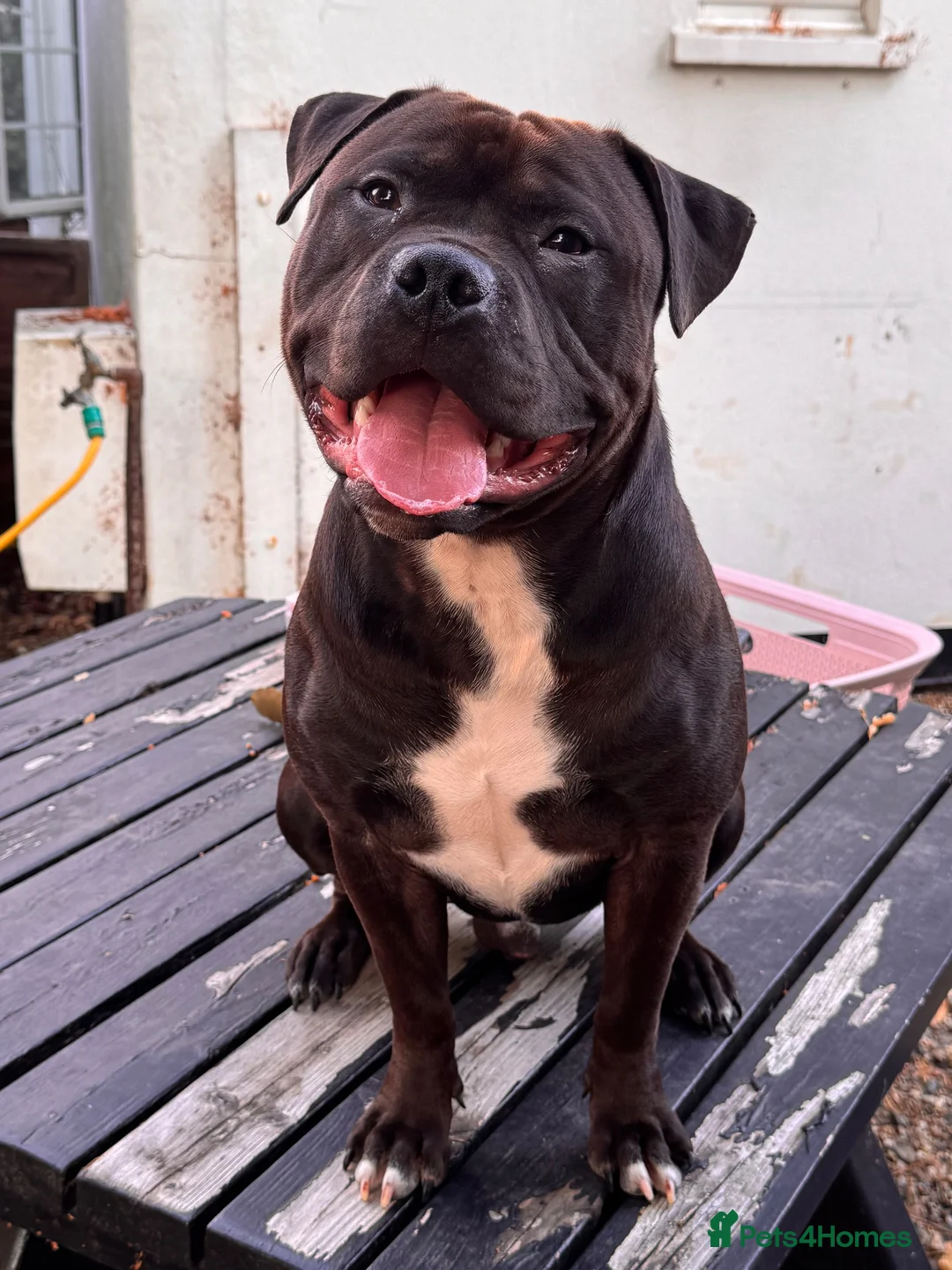 Staffordshire Bull Terrier dogs for stud: Staffordshire bull terrier  - Advert 1