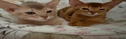 Abyssinian cats for sale: ⭐️Two Boys Abysynnian Available  - Advert 5