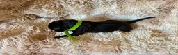 Cane Corso dogs for sale: Cane corso - Advert 22