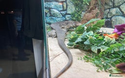 Lizard reptiles for sale: Stunning black and white tegu female - Image 6